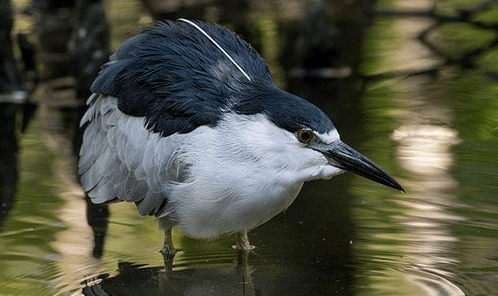 New Birdwatching Trips / Group Birding Tours in North Carolina have been added for 2021 & 2022