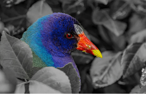 The ethics of using bird call recordings in the field- A Bird (Song) In The Hand Is Worth Two In The Bush
