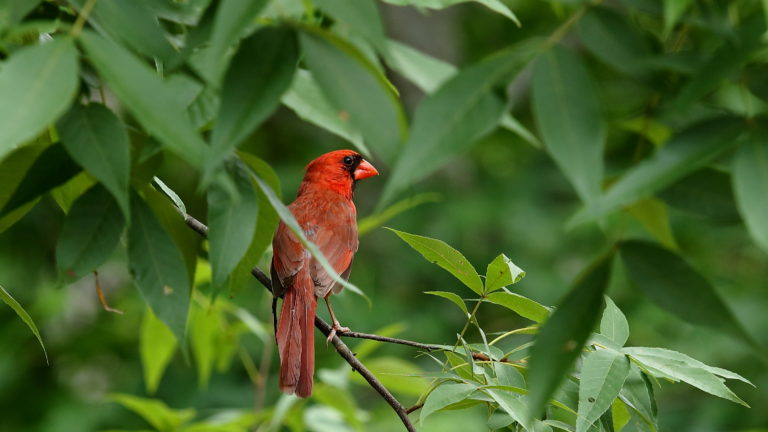 Bird watching in North Carolina