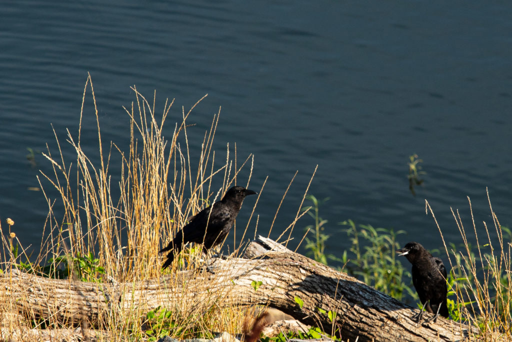 American Crows at Jordan Lake