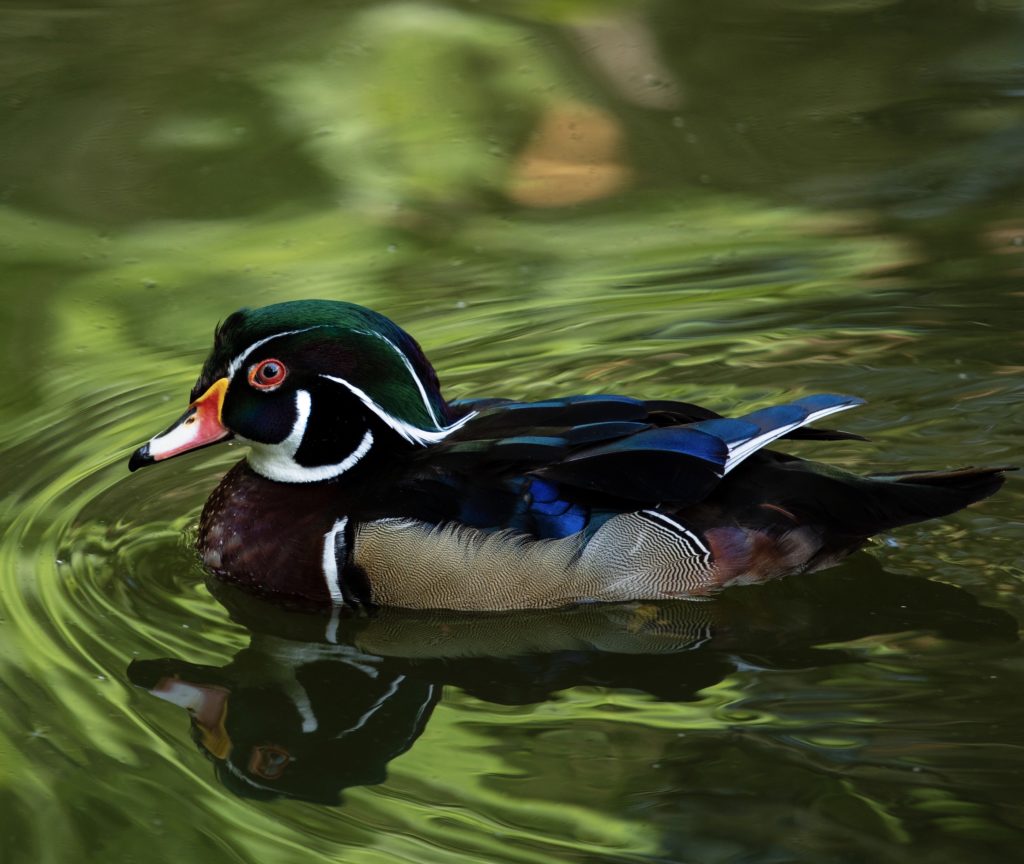 Wood duck harris lake park