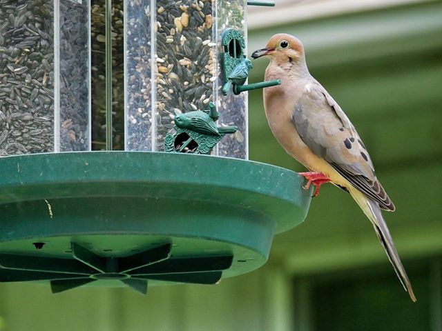 mourning dove Best Life Birding Birdwatching Tours