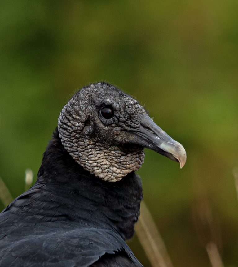 Why do Vultures have a bare head | Best Life Birding- Birdwatching Tours