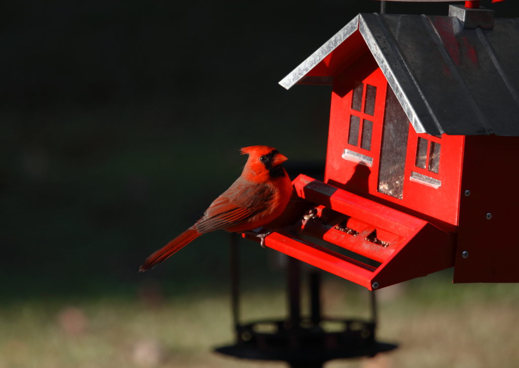 Perky-Pet® Red Cardinal Wild Bird Feeder