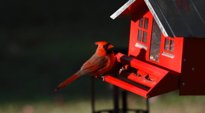 Set up a backyard bird buffet in North Carolina- Buy your bird seed, suet and feeders here!