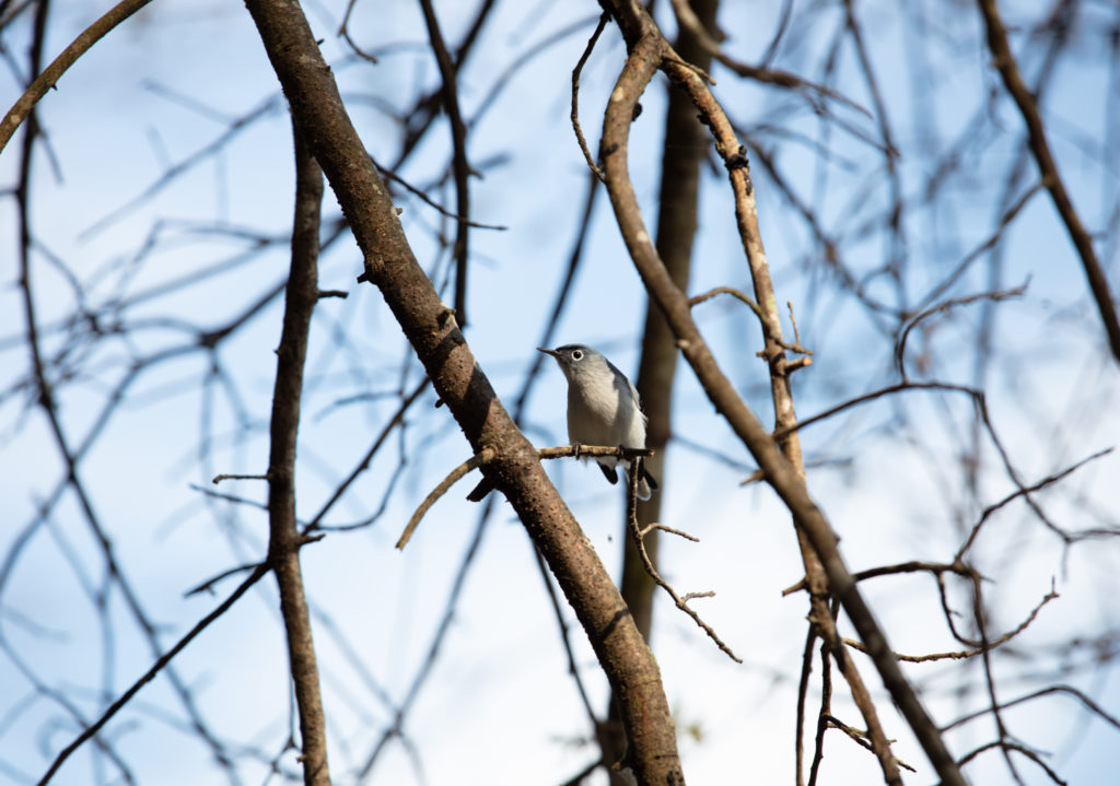 Birds of the Blue Ridge: Blue-gray Gnatcatcher - Blue Ridge Country