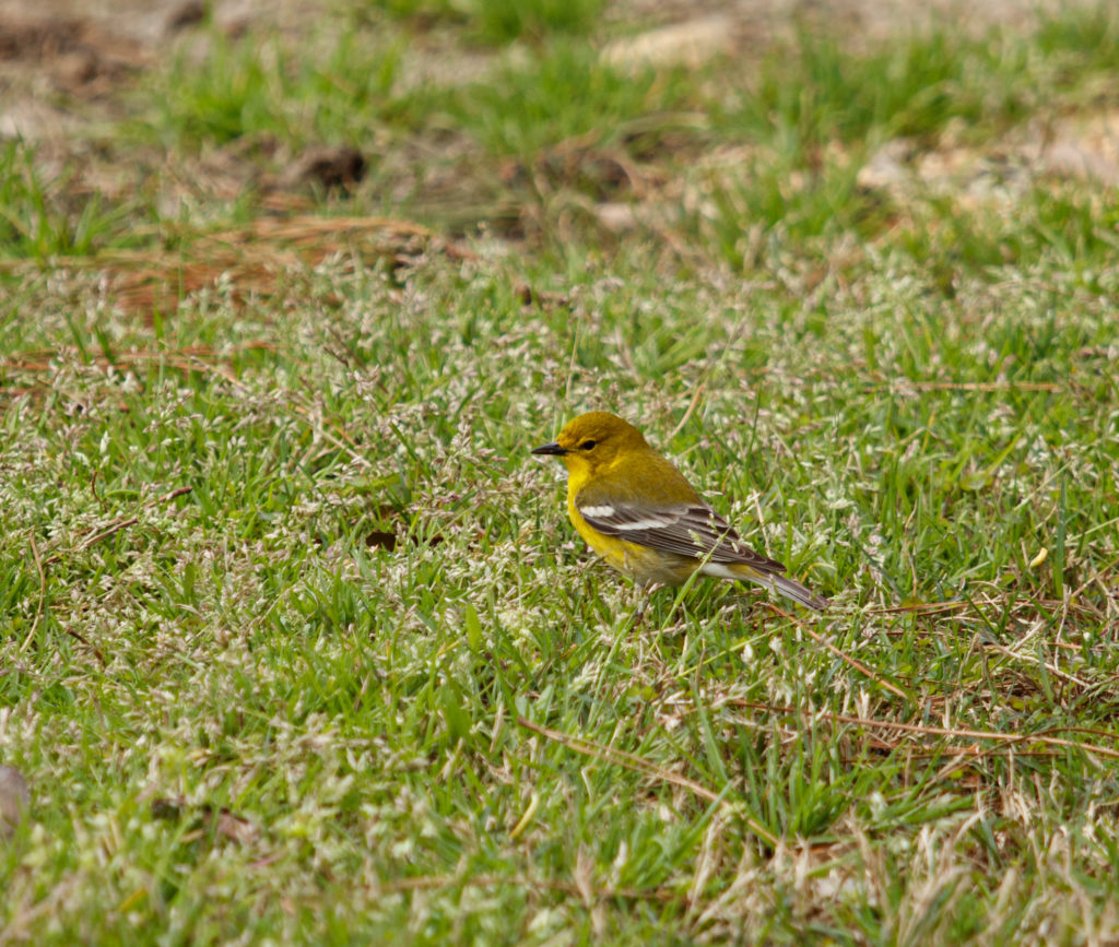 Birding Tours at Harris Lake Park – Best Life Birding