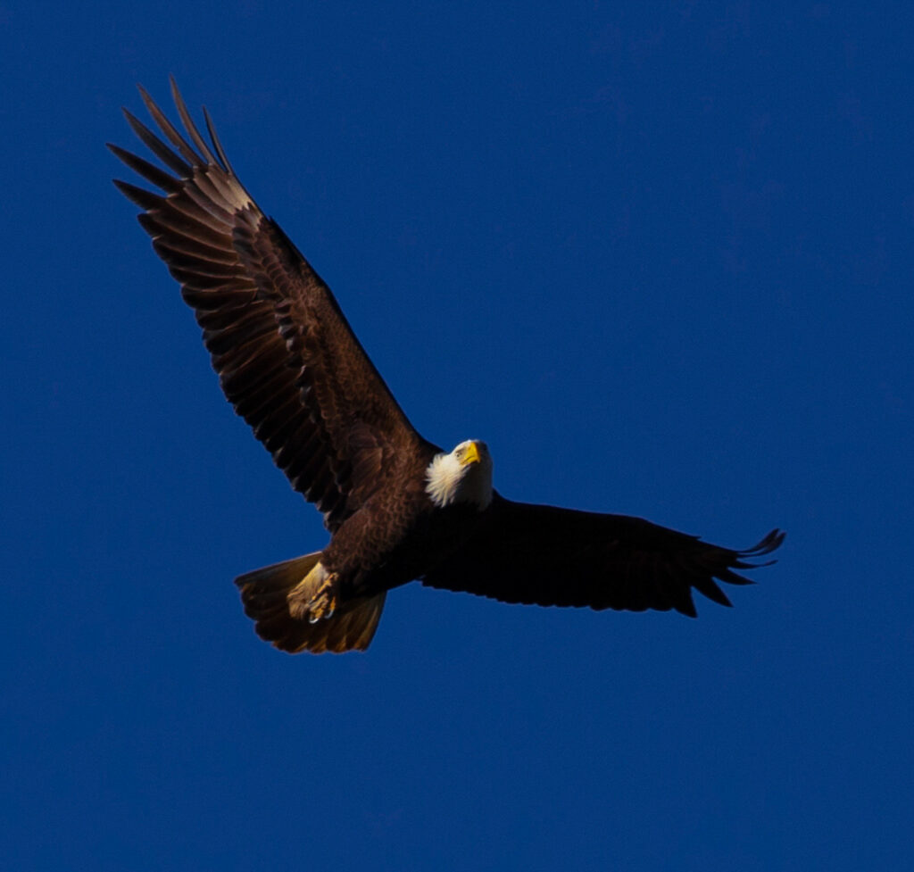 Bald Eagles at Jordan Lake trips - Bird Watching N.C.