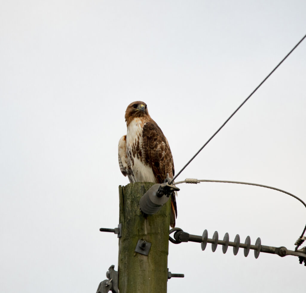 A Red tailed Hawk encounter at Mid Pines rd. Raleigh | Best Life ...