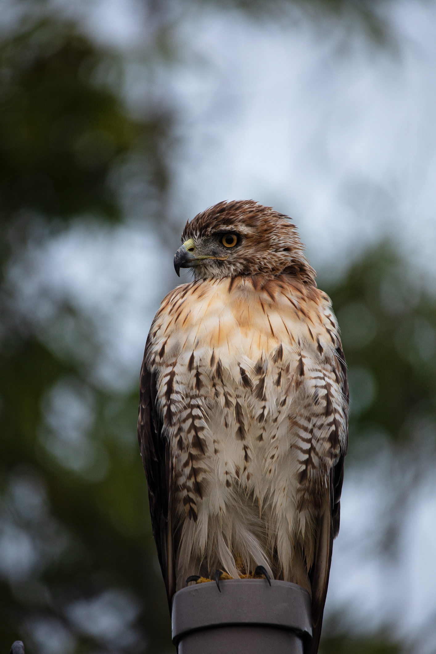 north carolina red tailed hawk Archives - Bird Watching N.C.