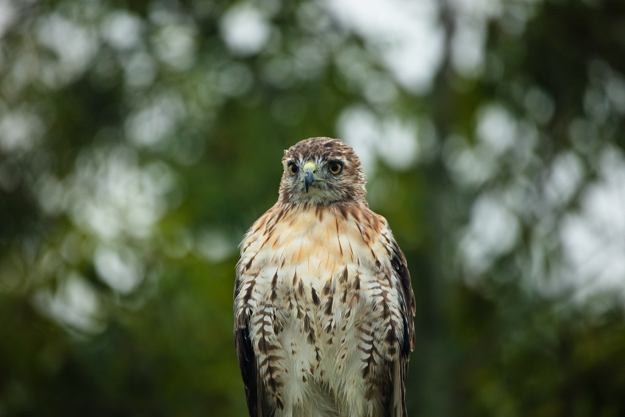 north carolina red tailed hawk | Best Life Birding- Birdwatching Tours