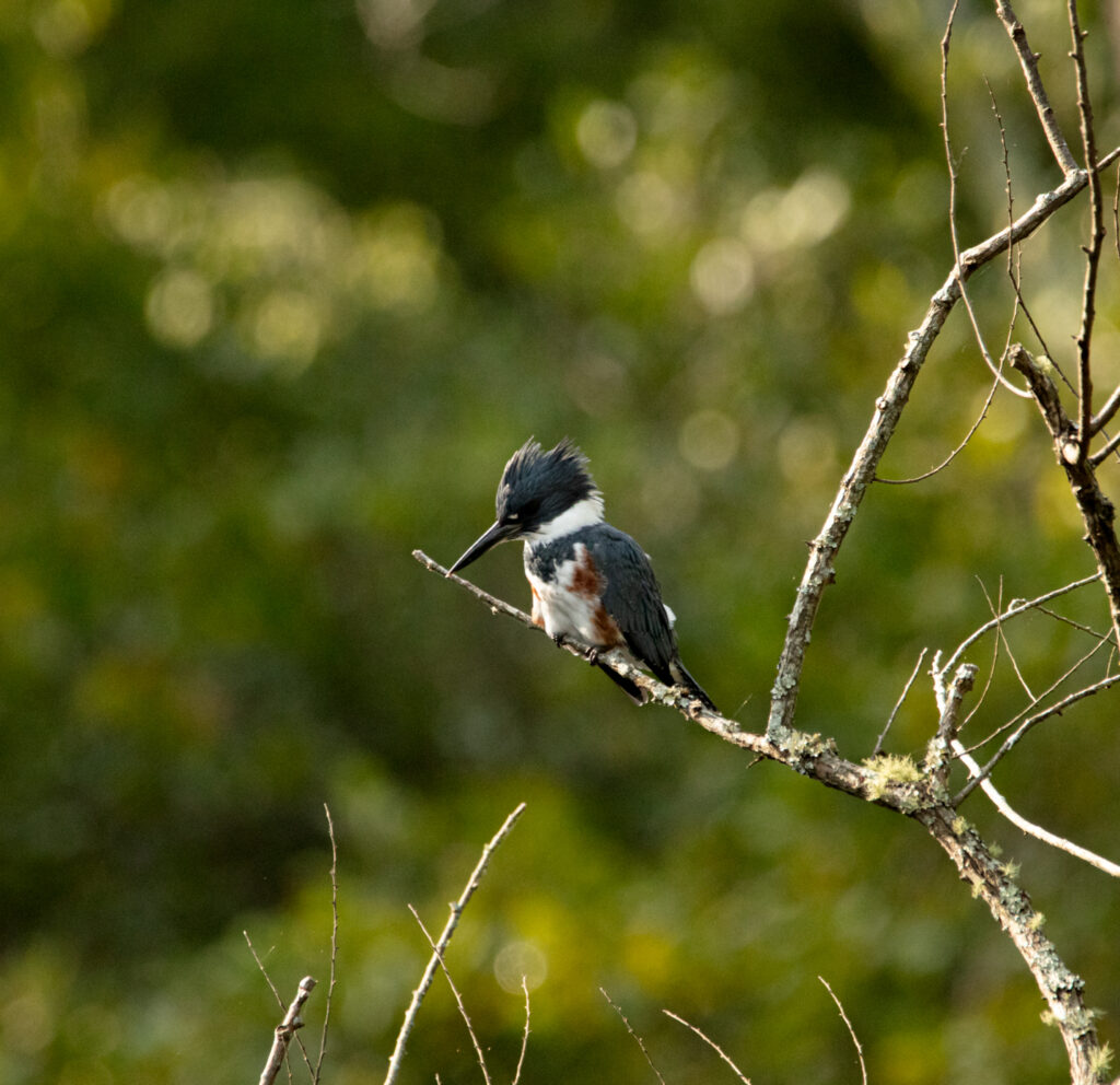 The Curious and Striking Belted Kingfisher - American Birding