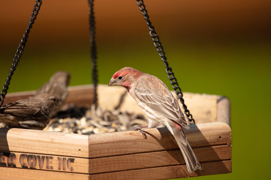 This image has an empty alt attribute; its file name is Backyard-birds-March-2021-16-1024x683.jpg