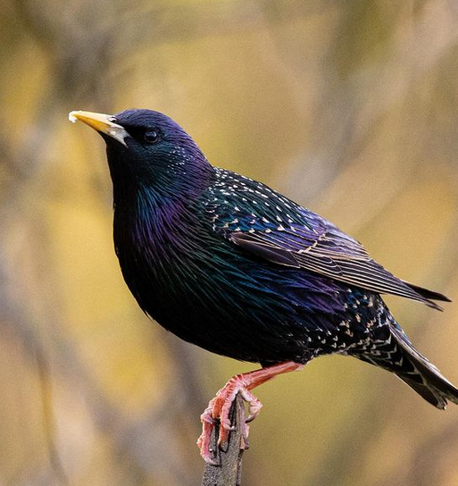 Birding Tour notes from the Prairie ridge ecostation and Yates Mill ...