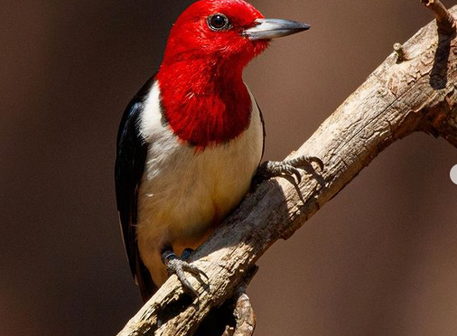 Calling all North Carolina bird Bloggers