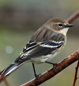 The Yellow-rumped Warblers Have Returned To North Carolina 