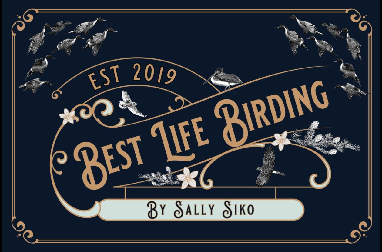 Best Life Birding- Birdwatching Tours