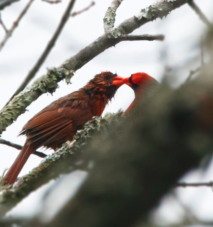 A bilateral gynandromorph Northern Cardinal at Bynum Bridge, Pittsboro ...