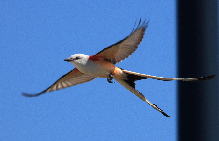 Birding Tours High Island TX Best Life Birding Birdwatching Tours