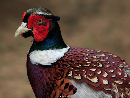 Manchurian Ring-necked Pheasant (Phasianus colchicus pallasi). - NYPL  Digital Collections