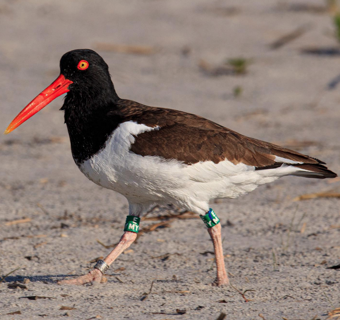 American Oystercatchers in North Carolina - Best Life Birding ...