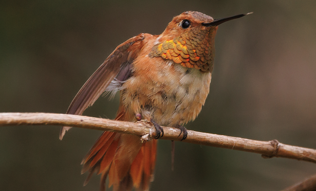 North Carolina Rare Bird Alert: Rufous Hummingbird in Cary, NC