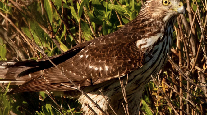 A Coopers Hawk encounter at Ft.Fisher, NC