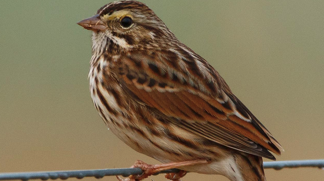Savannah Sparrows on Mid Pines Rd, Raleigh