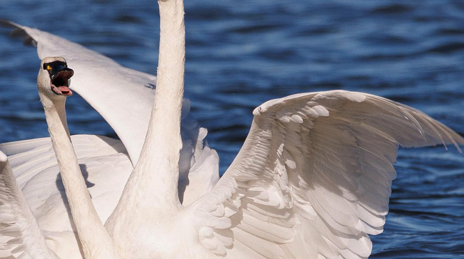 The Tundra Swans have returned to the OBX in eastern North Carolina