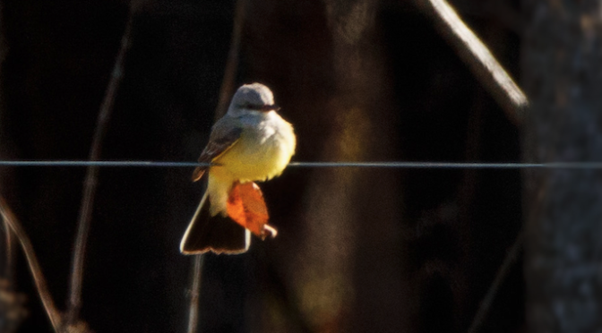 NC Rare Bird Alert – A Western Kingbird in Cedar Grove