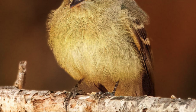 NC Rare Bird Alert: Update on the Pacific-slope Flycatcher at the Buckhorn Resivour
