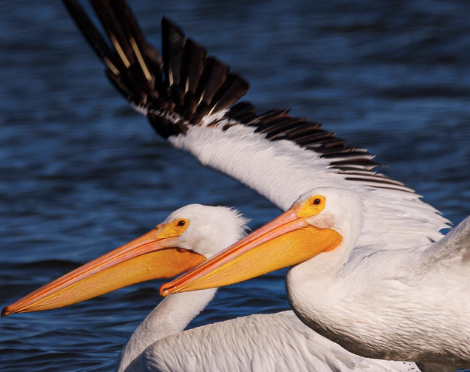 White Pelicans in the Outer Banks of North Carolina