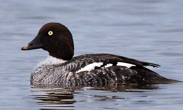 Spending time with a Common Goldeneye in NC