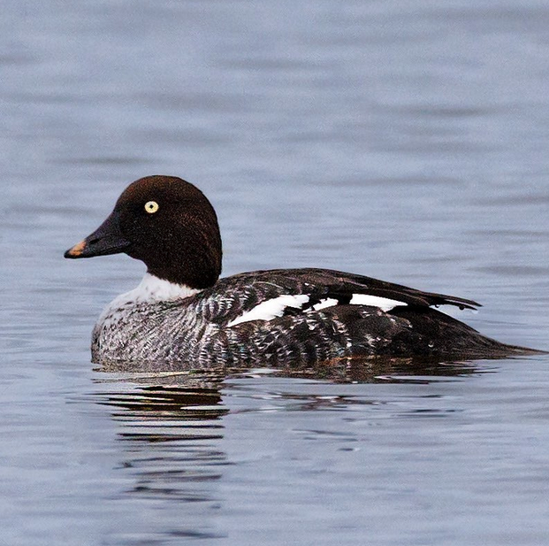 Common Goldeneye — Eastside Audubon Society