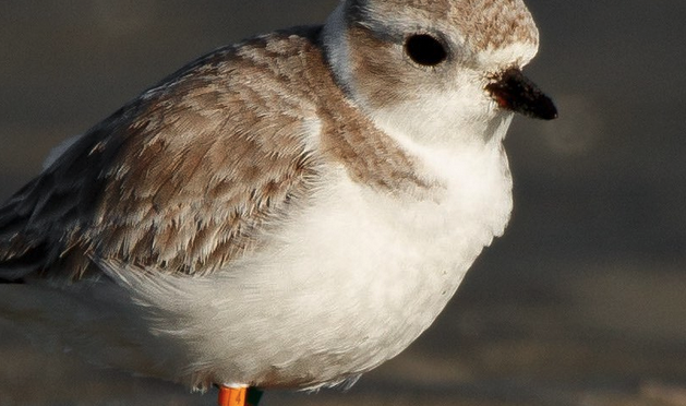 A Piping Plover encounter in Murrells Inlet, SC