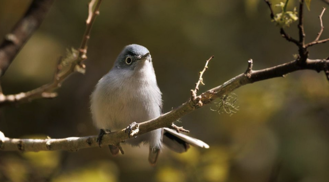The Blue gray Gnatcatchers have arrived in the Carolinas