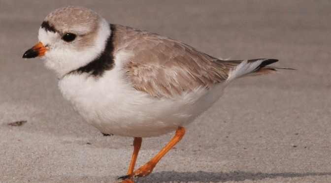 Piping Plovers in South Carolina