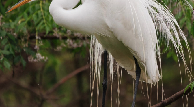 It’s Great Egret nesting season in the Carolinas