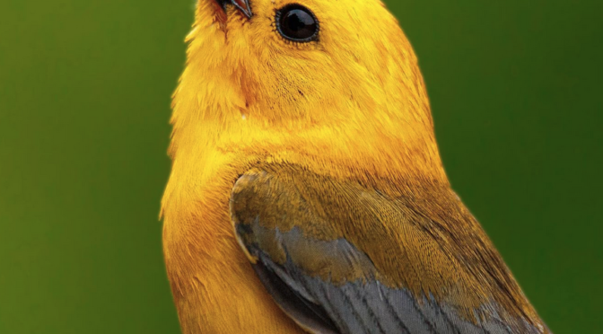 Prothonotary Warblers are here in NC