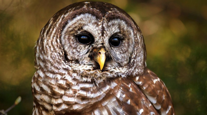 Barred Owls in eastern NC