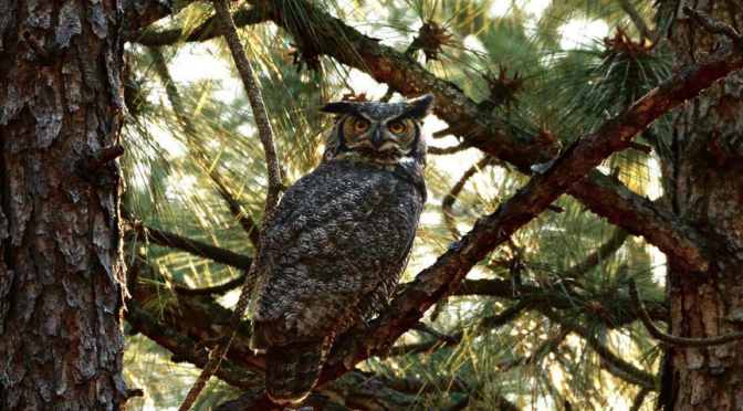 Close to home- Great Horned Owl observations