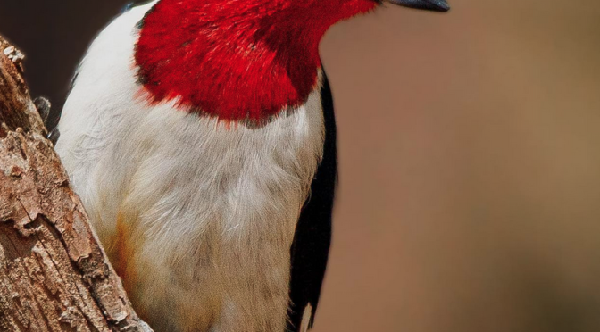 Red-headed Woodpeckers in North Carolina