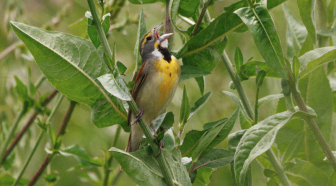 North Carolina Rare Bird alert- Dickcissle in Carrboro NC