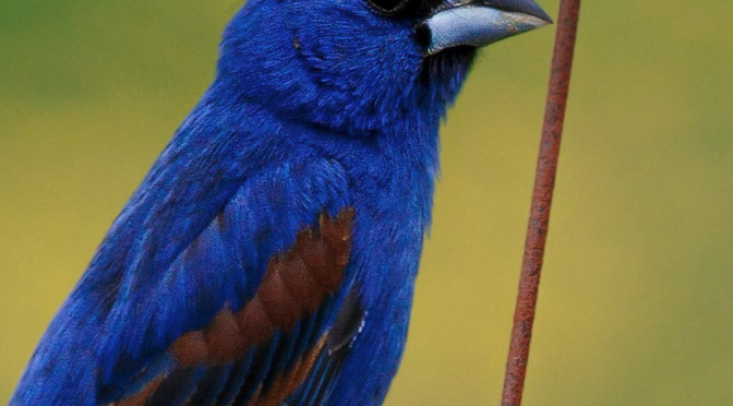 Blue Grosbeaks in North Carolina