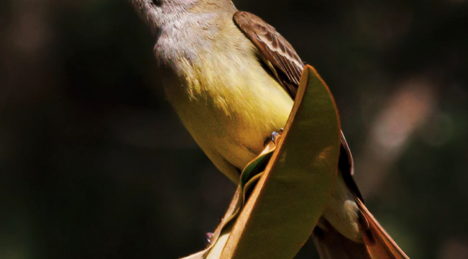 Great crested Flycatchers in North Carolina
