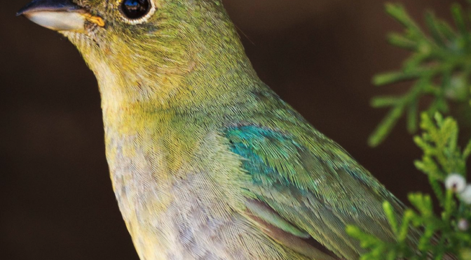 Photographing first year male Painted Buntings in North Carolina