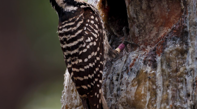 Red-cockcaded Woodpecker birding trip in North Carolina