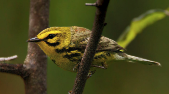 A Prairie Warbler encounter at the Weymouth Woods Sandhills Preserve