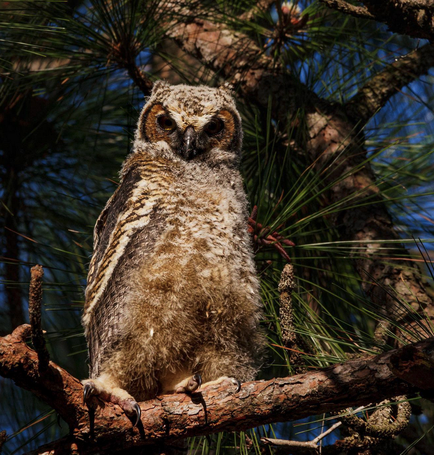 Great Horned Owls are nesting in my backyard in Fuquay Varina, NC ...