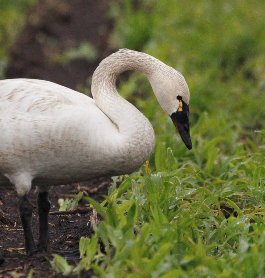 Swan Lovers  A site dedicated to sharing general care of mute swans